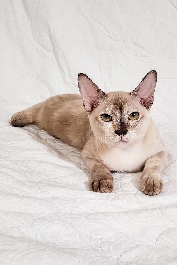 Nickol | Burmese Kitten