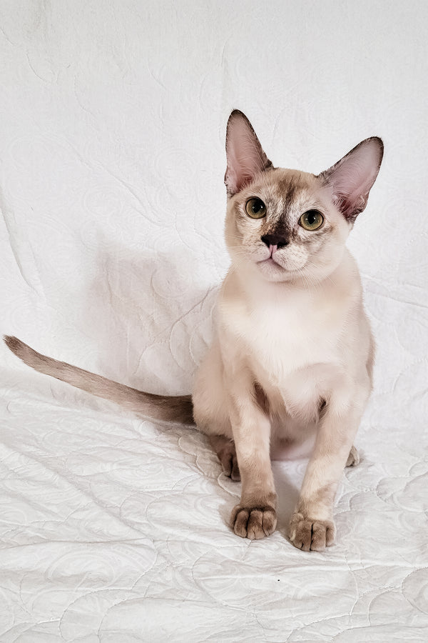 Nickol | Burmese Kitten