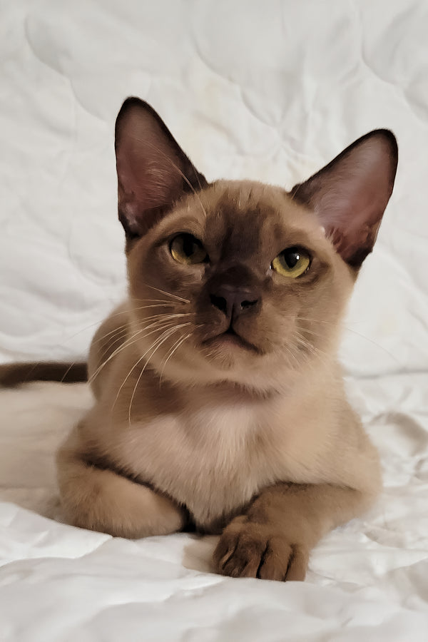 Norman | Burmese Kitten