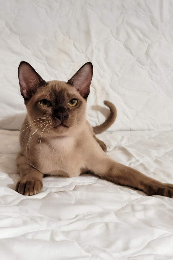 Norman | Burmese Kitten