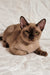 Norman | Burmese Kitten