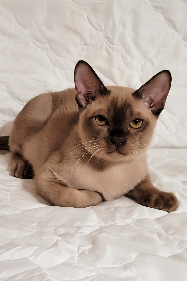 Norman | Burmese Kitten