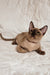 Norman | Burmese Kitten