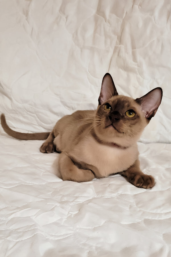 Norman | Burmese Kitten