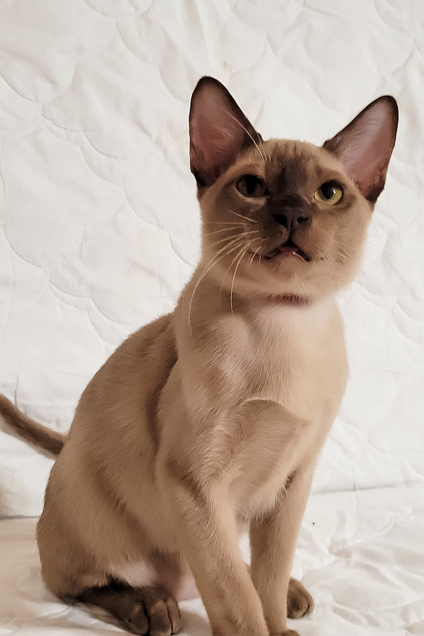 Norman | Burmese Kitten