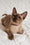 Norman | Burmese Kitten