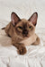Norman | Burmese Kitten
