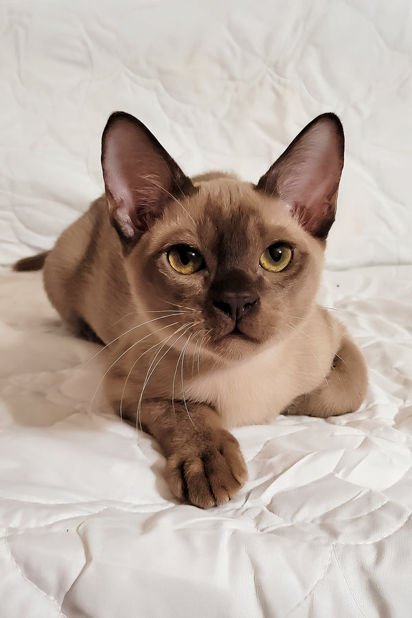 Norman | Burmese Kitten