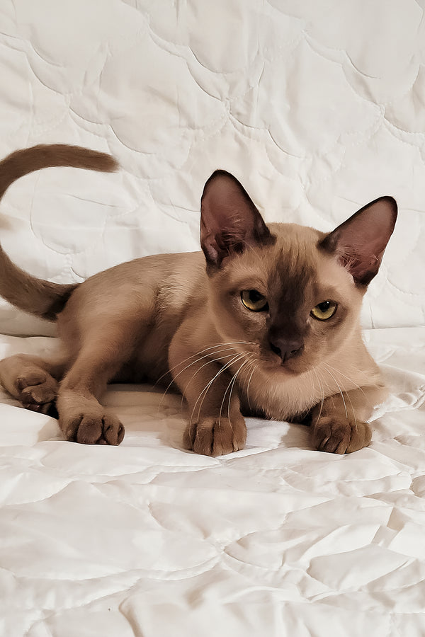 Norman | Burmese Kitten