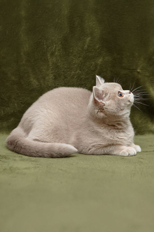 Nyasha | British Shorthair Kitten