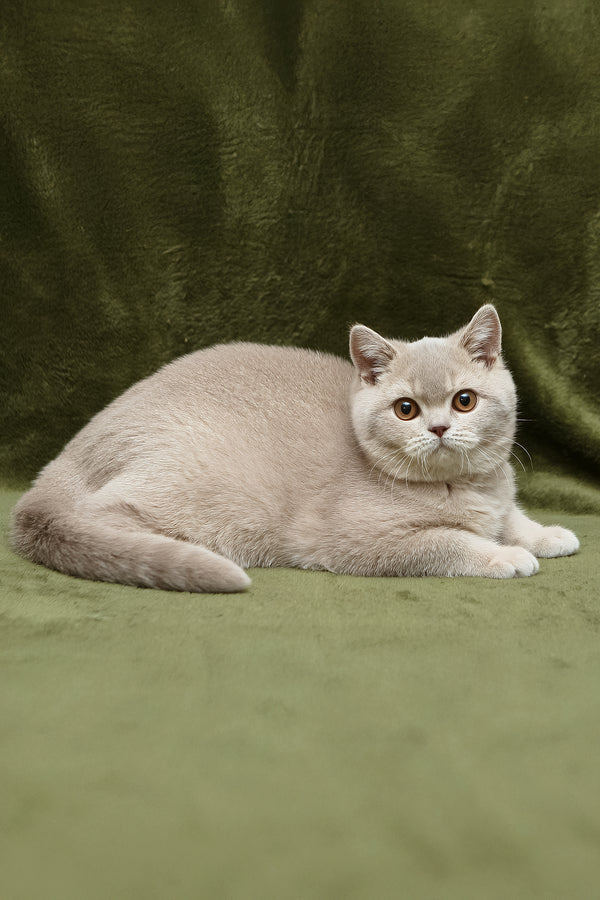 Nyasha | British Shorthair Kitten