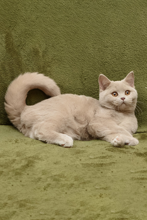 Prohor | British Shorthair Kitten