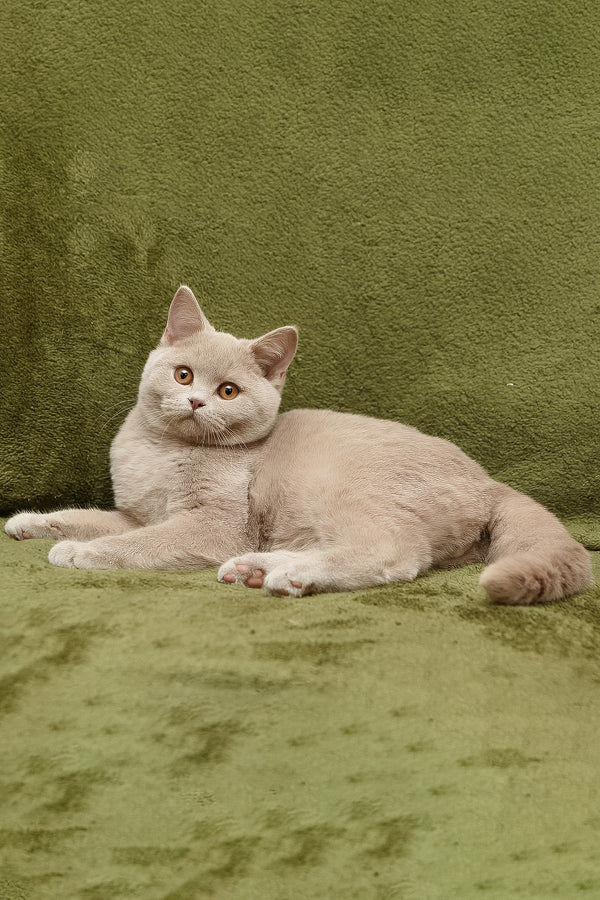 Prohor | British Shorthair Kitten