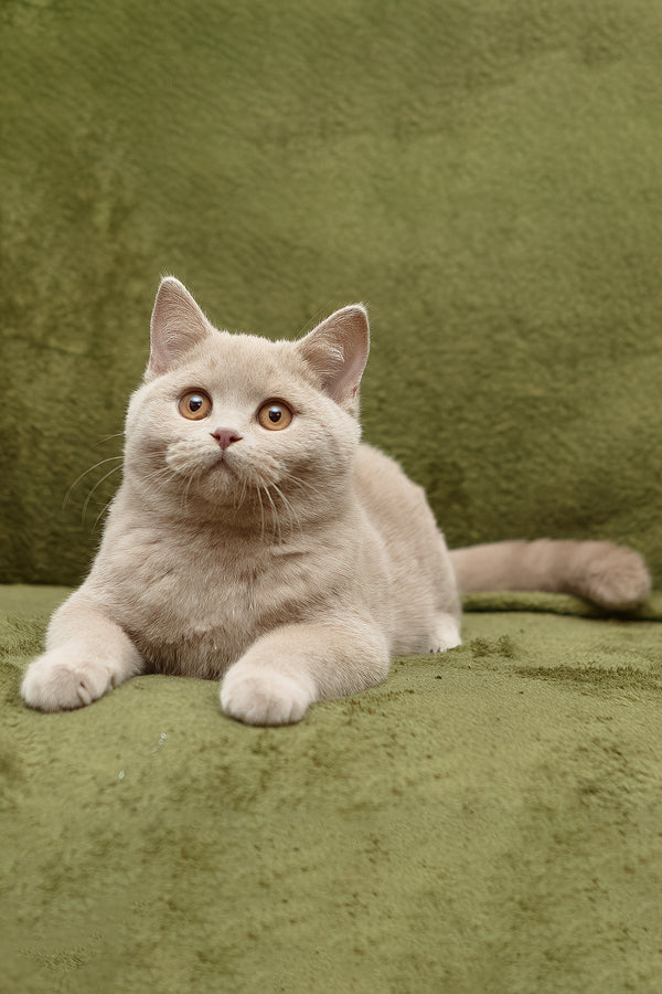 Prohor | British Shorthair Kitten