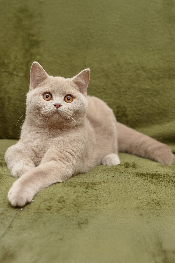 Prohor | British Shorthair Kitten