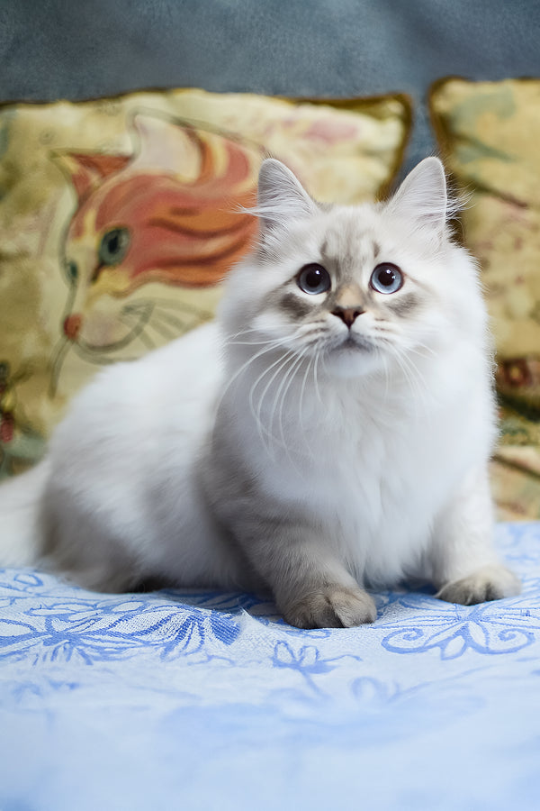 Urik | Siberian Kitten