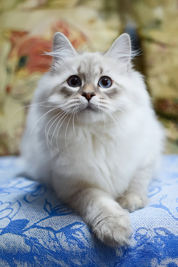 Urik | Siberian Kitten