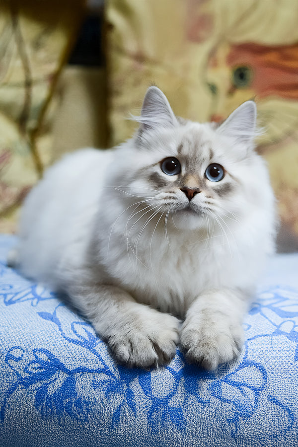 Urik | Siberian Kitten