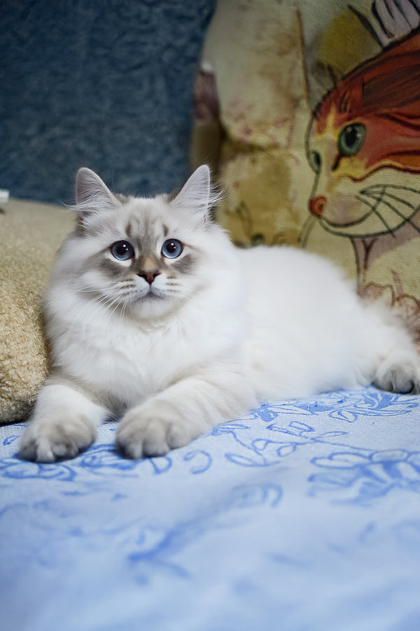 Urik | Siberian Kitten