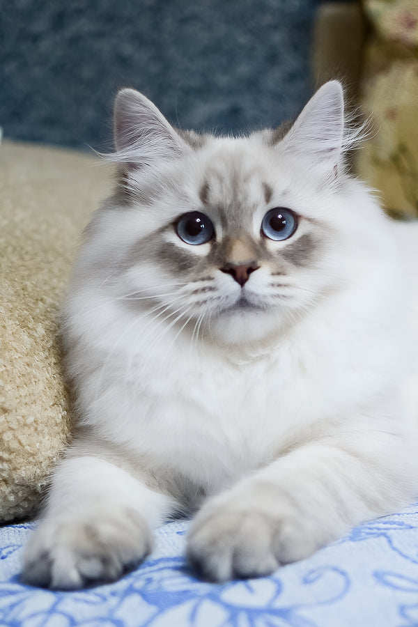 Urik | Siberian Kitten