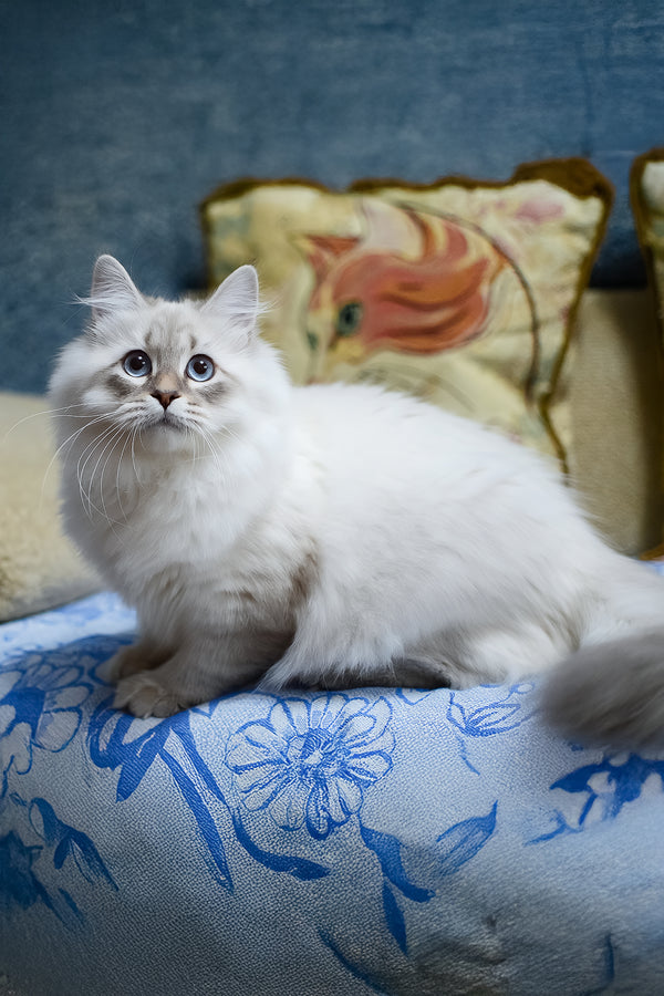 Urik | Siberian Kitten