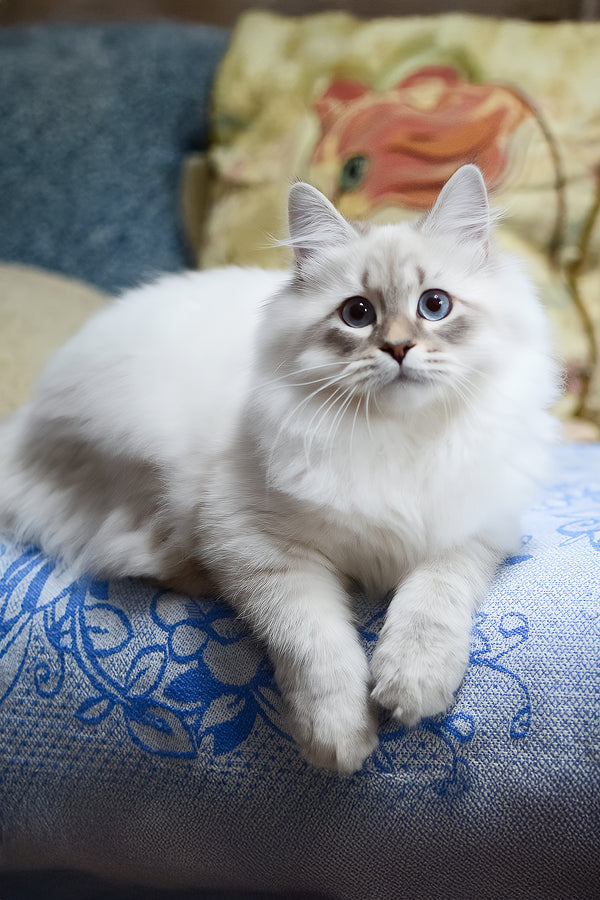 Urik | Siberian Kitten