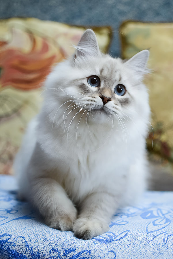 Urik | Siberian Kitten