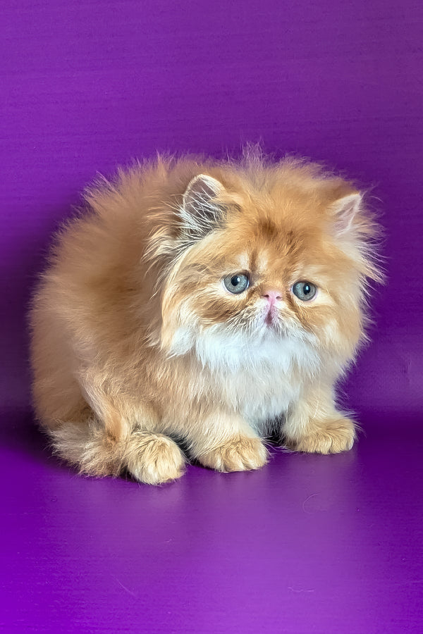 Valter | Persian Kitten