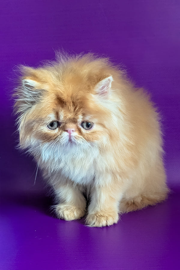 Valter | Persian Kitten