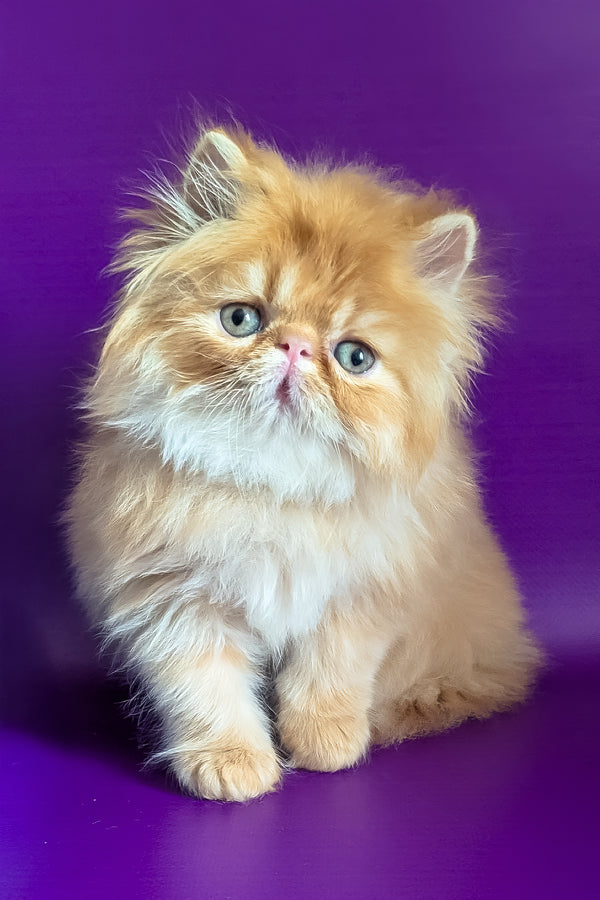 Valter | Persian Kitten