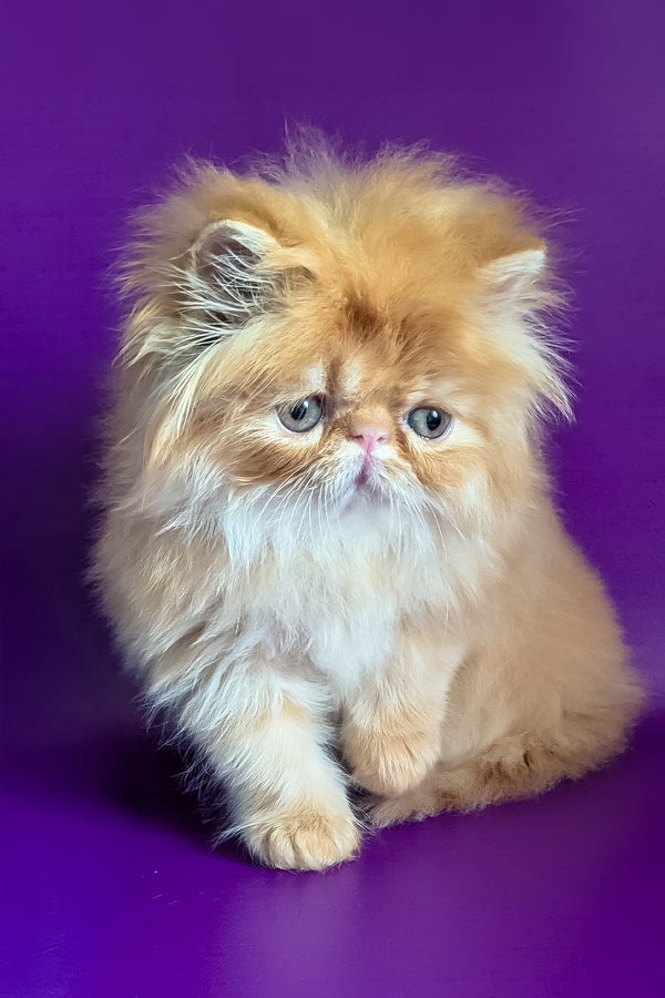 Valter | Persian Kitten