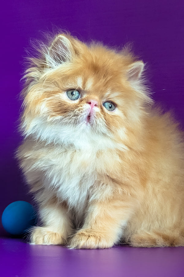 Valter | Persian Kitten