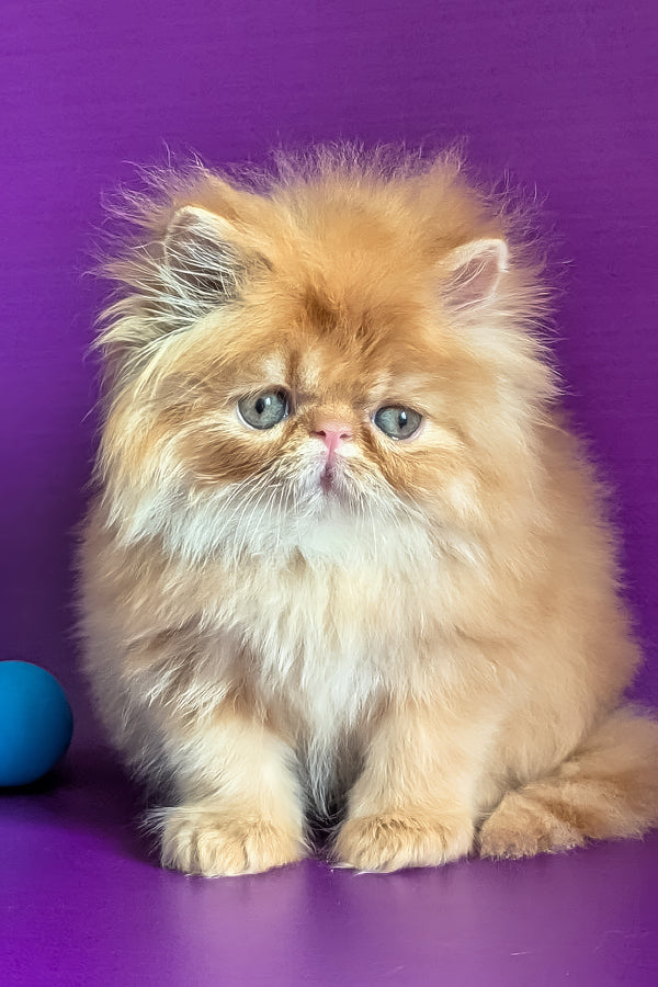 Valter | Persian Kitten