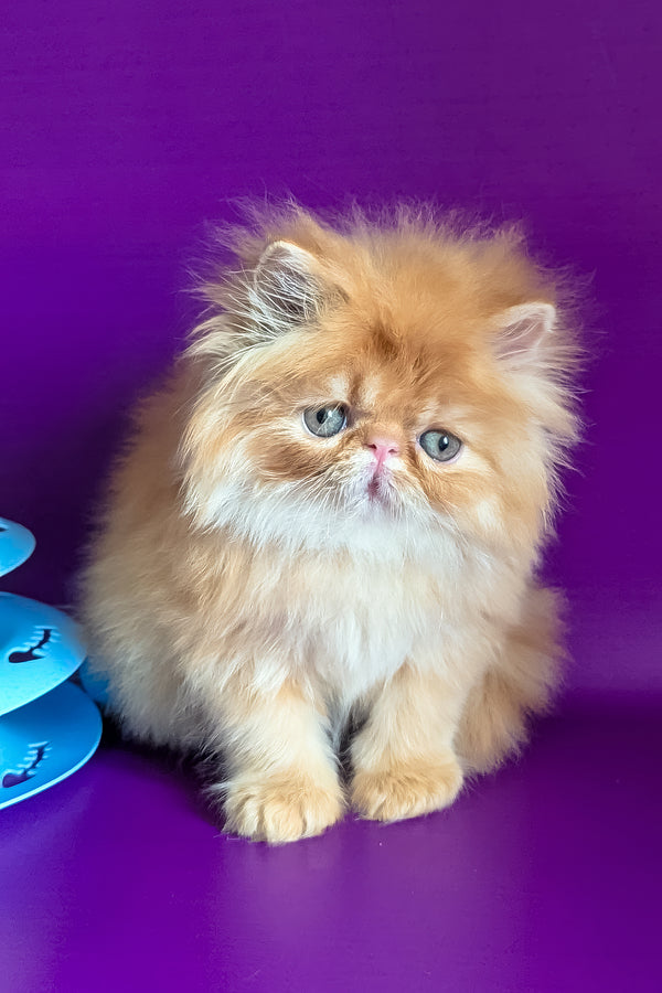 Valter | Persian Kitten
