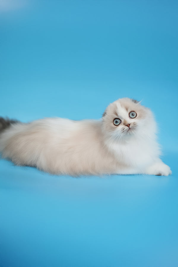 Yujin | Scottish Fold Longhair Kitten