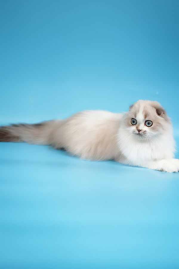 Yujin | Scottish Fold Longhair Kitten