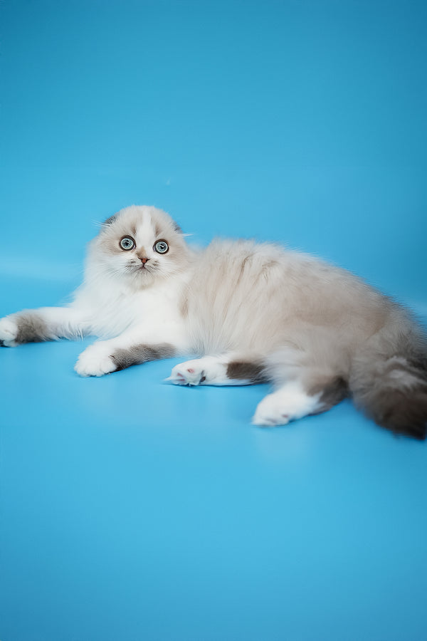 Yujin | Scottish Fold Longhair Kitten