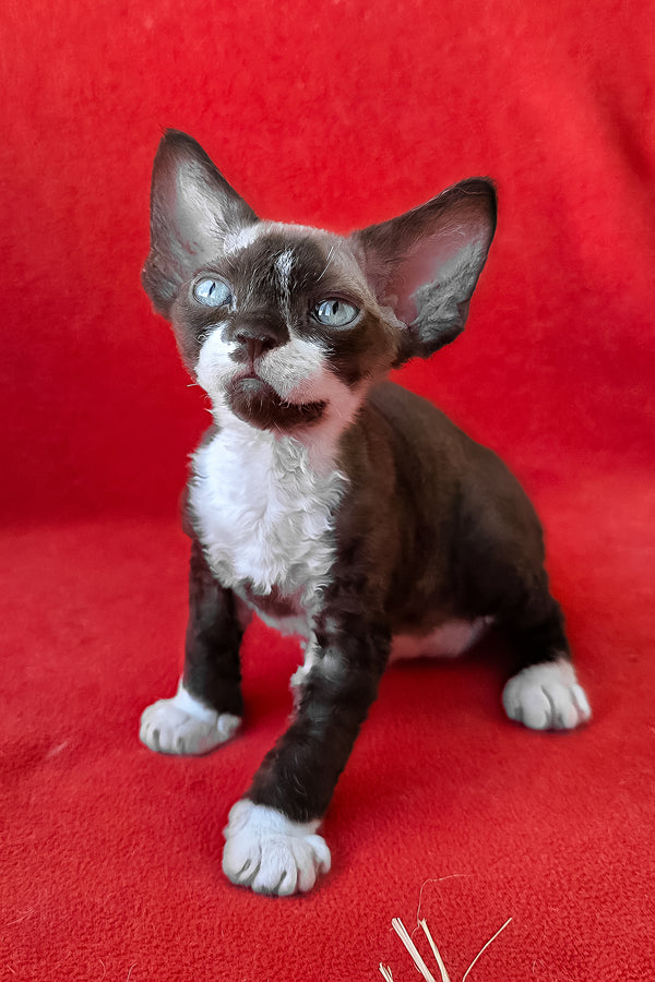 Eclair | Devon Rex Kitten