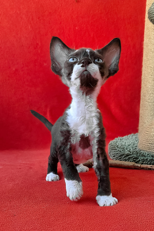 Eclair | Devon Rex Kitten