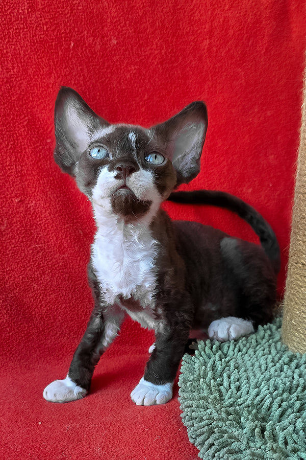 Eclair | Devon Rex Kitten