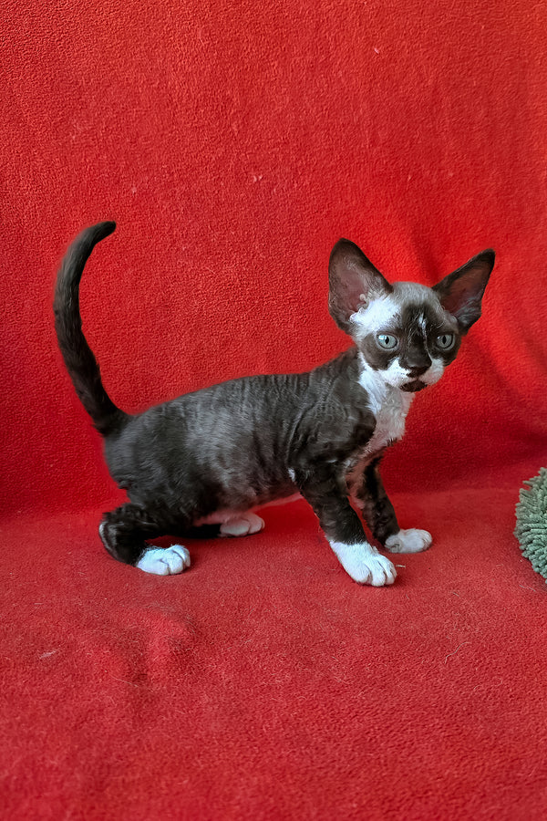 Eclair | Devon Rex Kitten