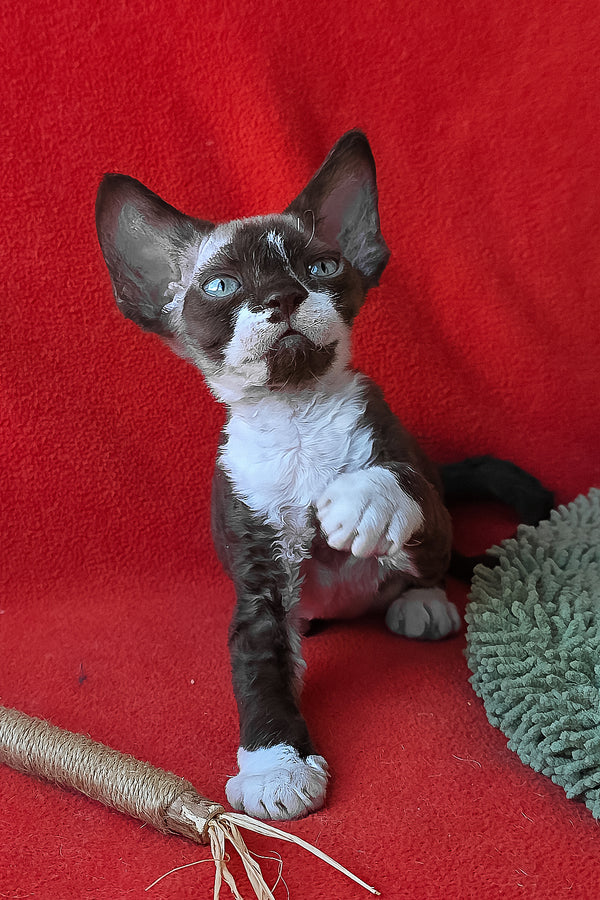 Eclair | Devon Rex Kitten