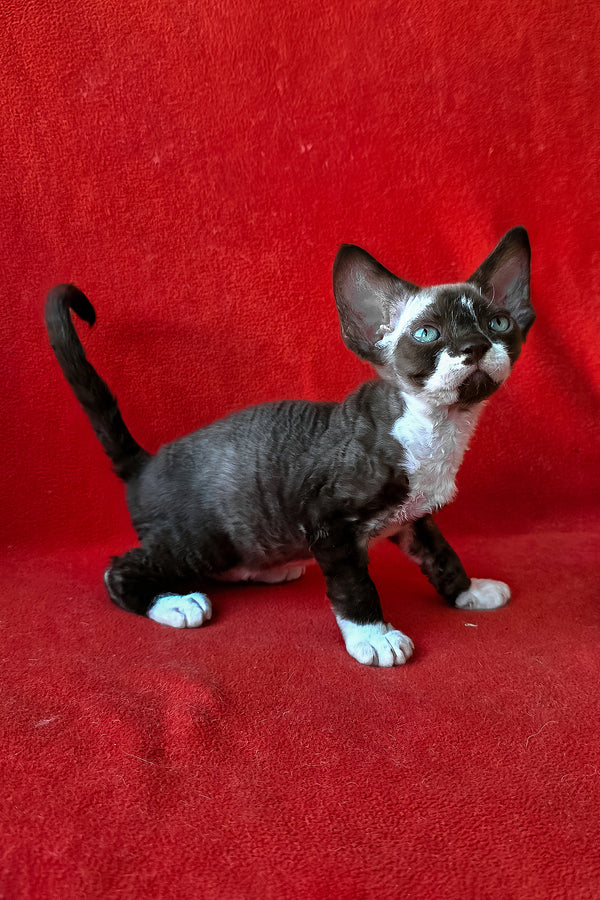 Eclair | Devon Rex Kitten