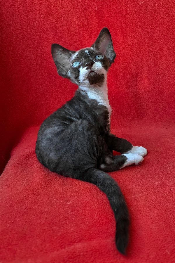Eclair | Devon Rex Kitten
