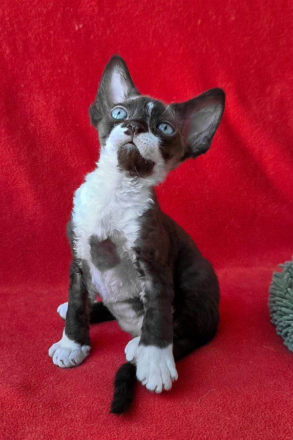 Eclair | Devon Rex Kitten