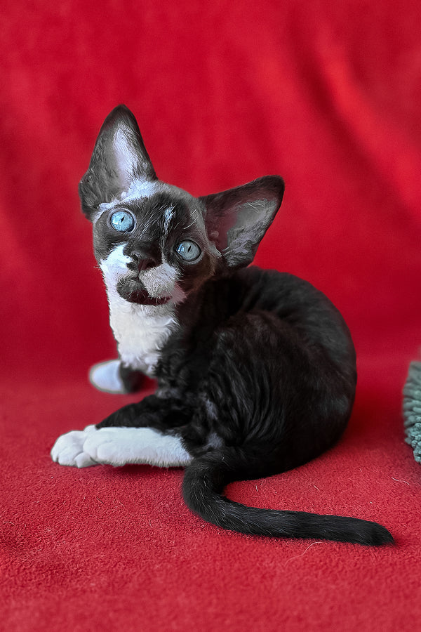 Eclair | Devon Rex Kitten