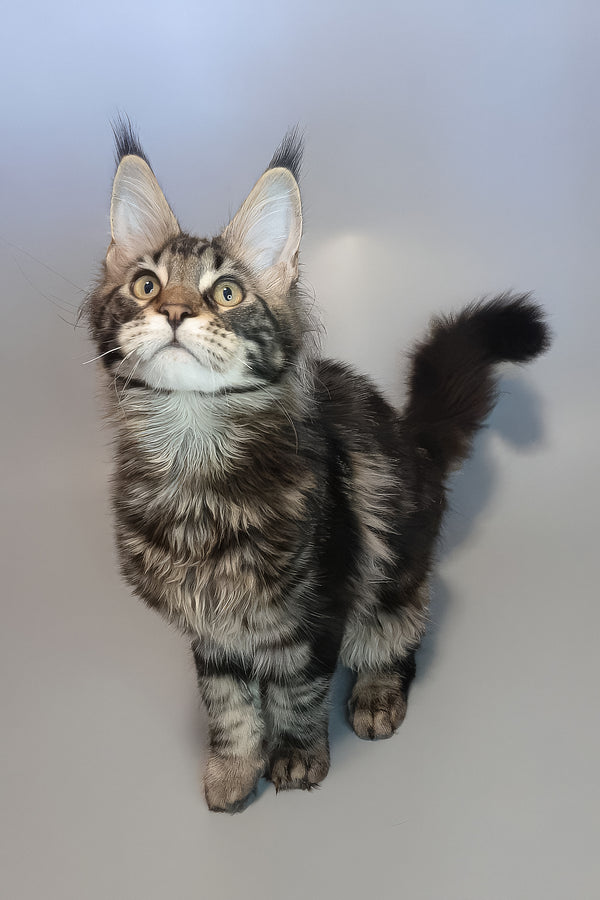 Ector | Maine Coon Kitten