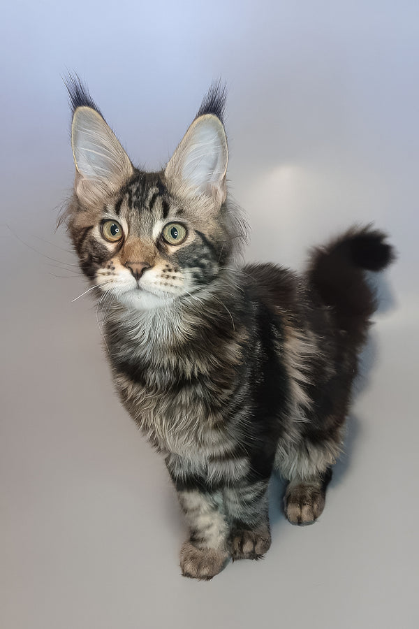 Ector | Maine Coon Kitten