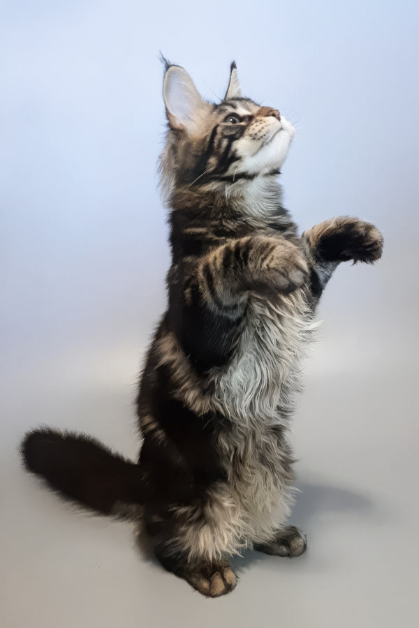 Ector | Maine Coon Kitten