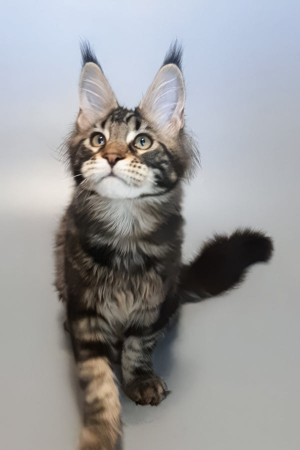 Ector | Maine Coon Kitten